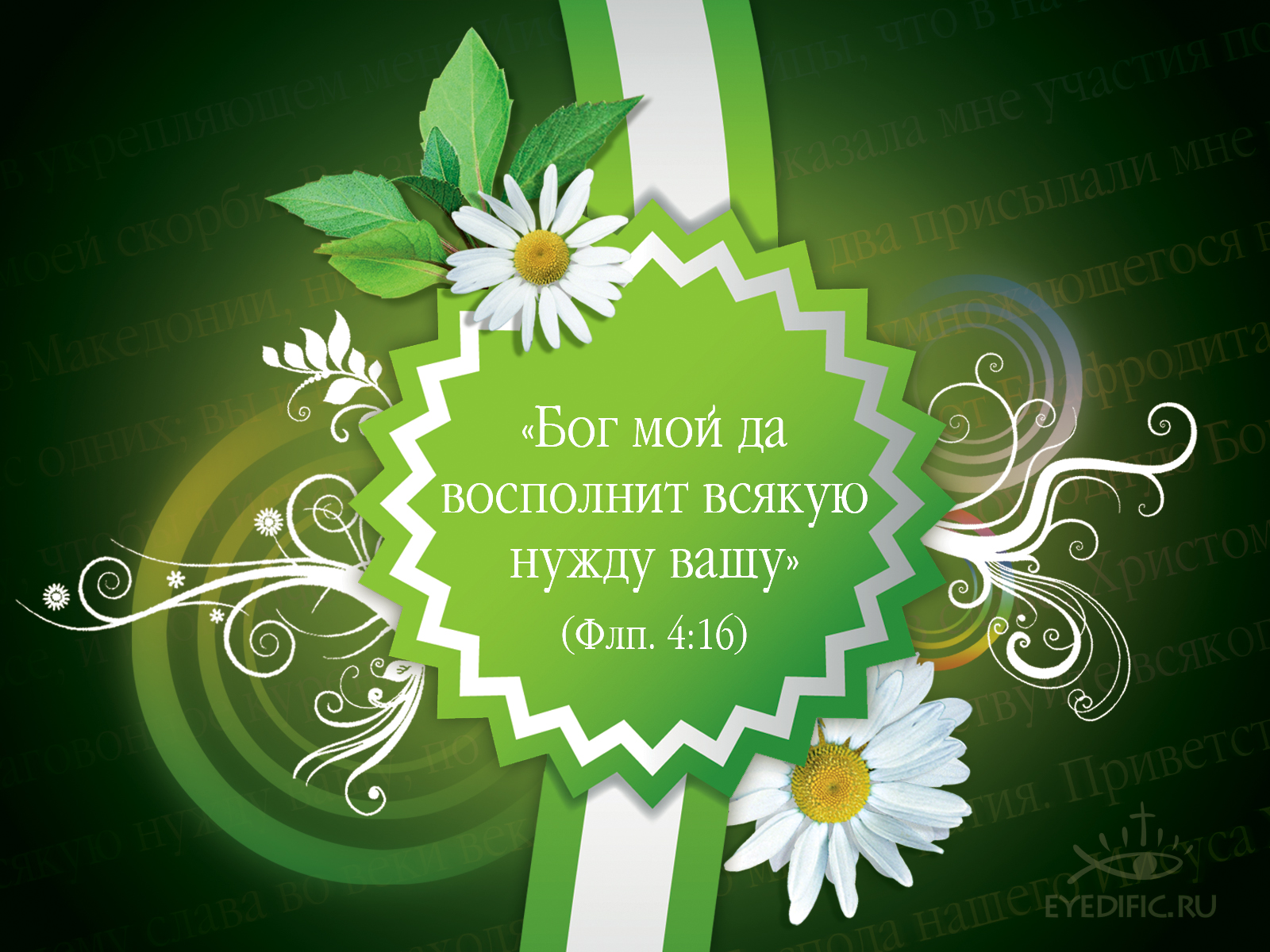Мирабилис матис посадка и уход фото Мирабилис матис посадка и уход фото